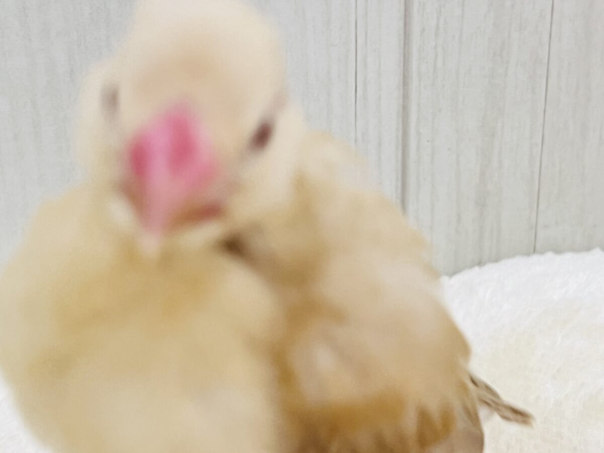 ①画像更新☆ぽよよん洋梨スタイル🍐シナモン文鳥だよ🧡 シナモン文鳥