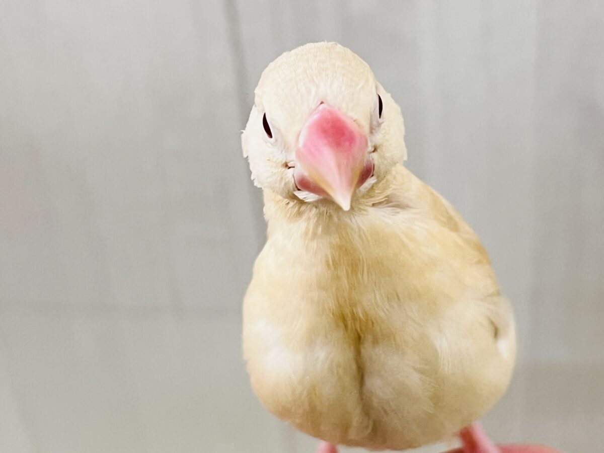 シナモン文鳥