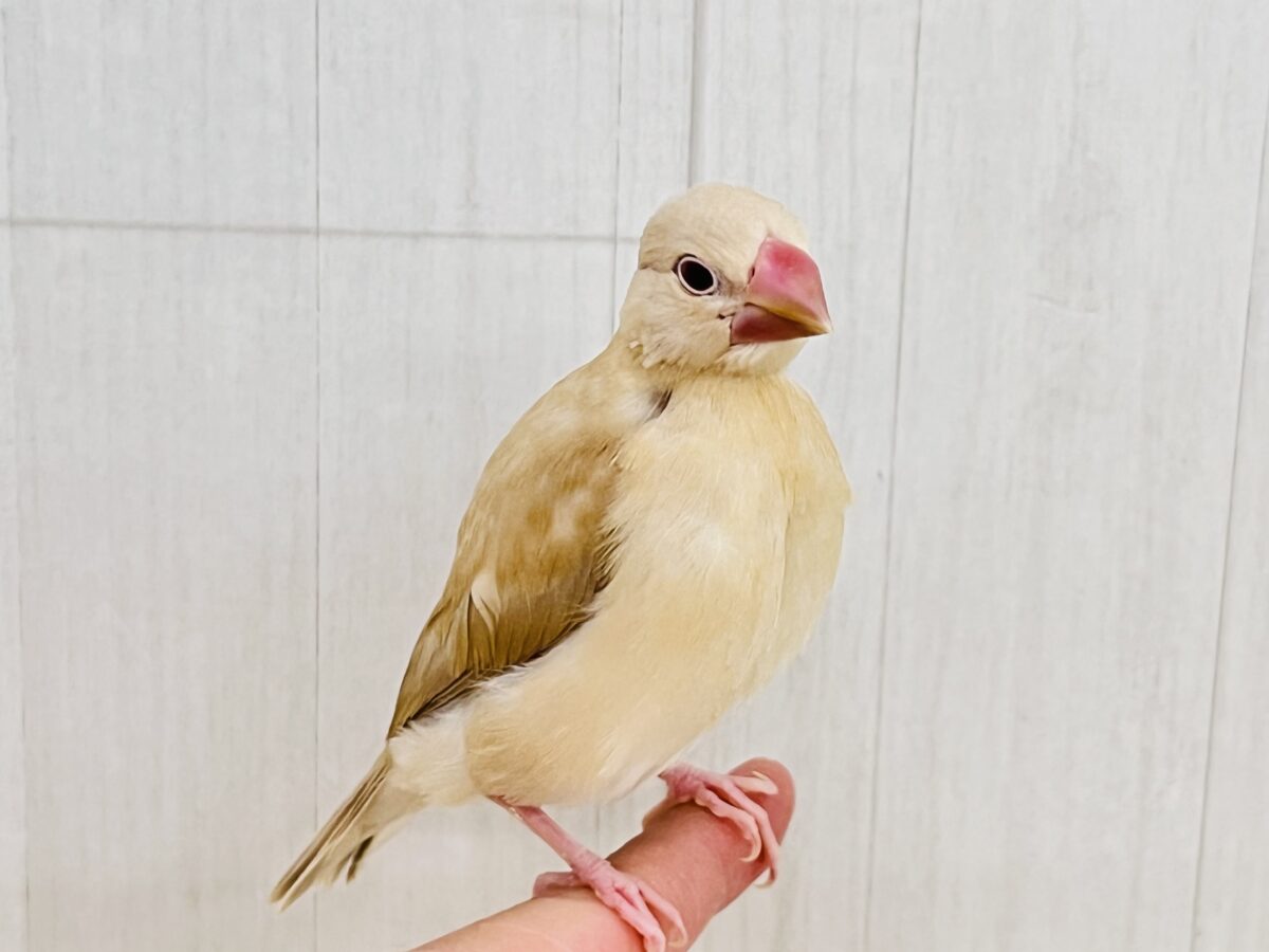 シナモン文鳥