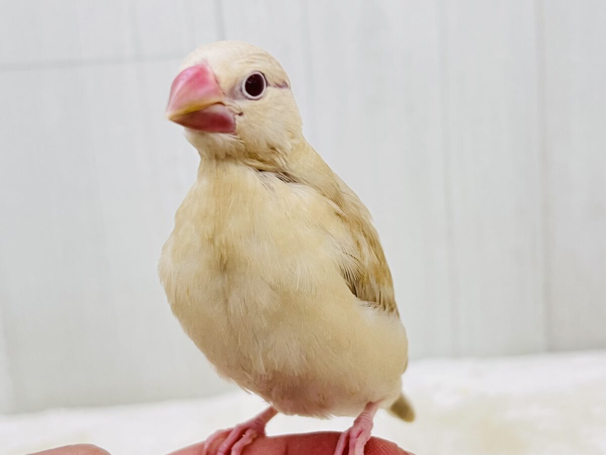①画像更新☆ぽよよん洋梨スタイル🍐シナモン文鳥だよ🧡 シナモン文鳥