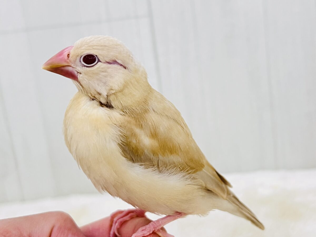 シナモン文鳥