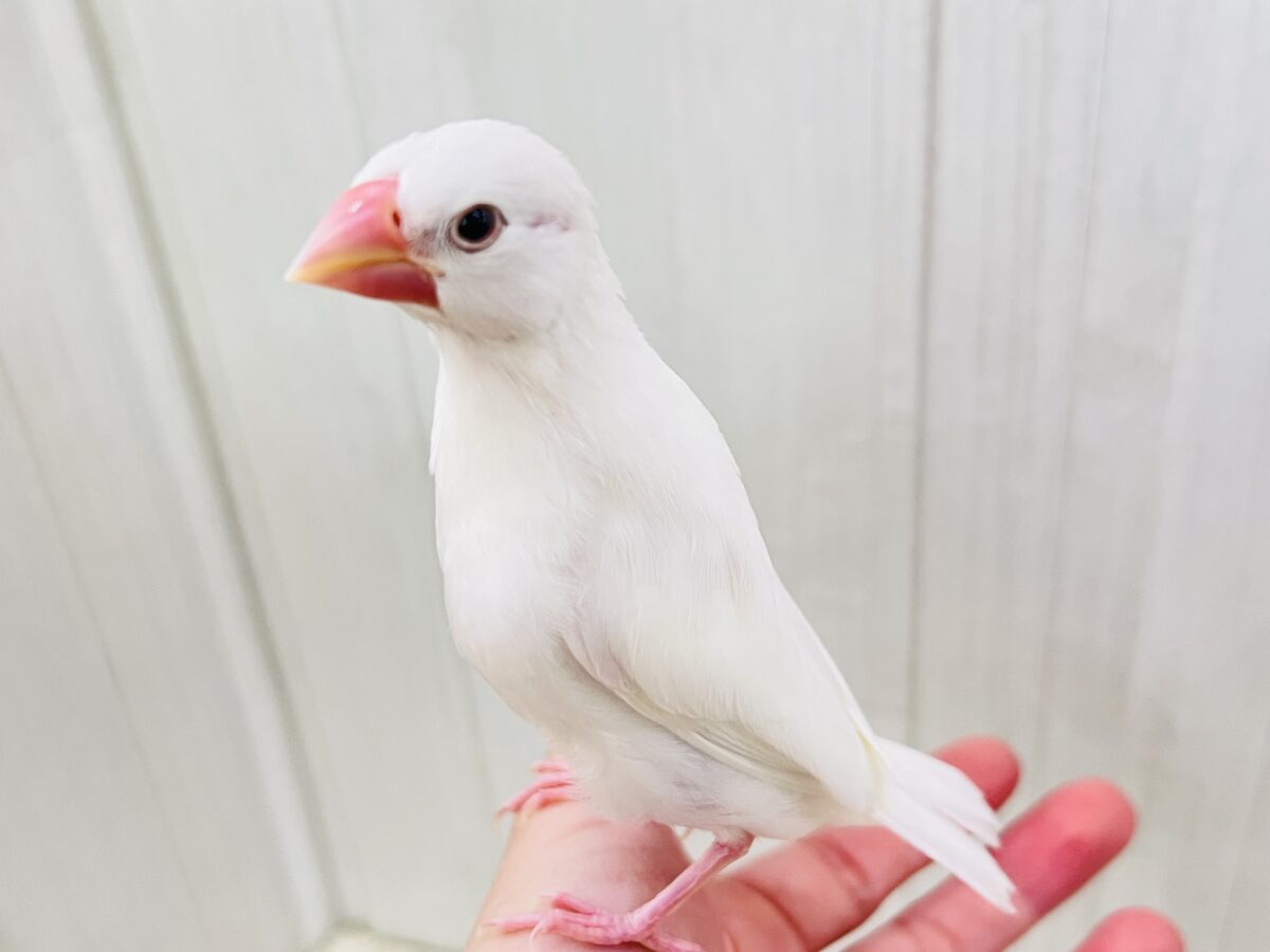 白文鳥