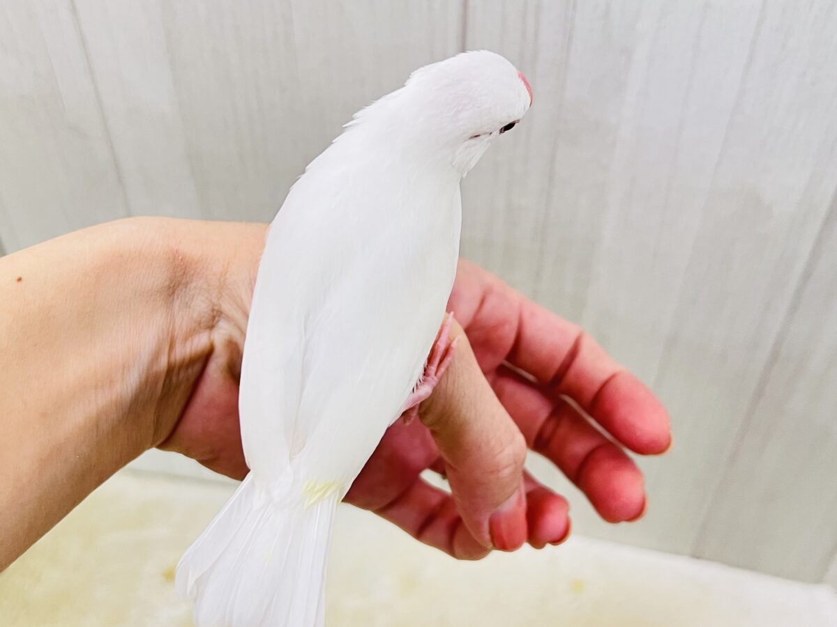 白文鳥