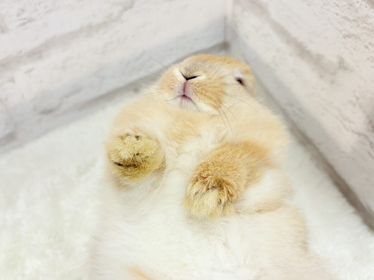 ホーランドロップ