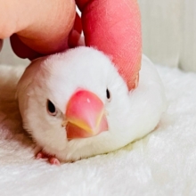 カキカキでうっとり🩷純白な白文鳥さんです✨