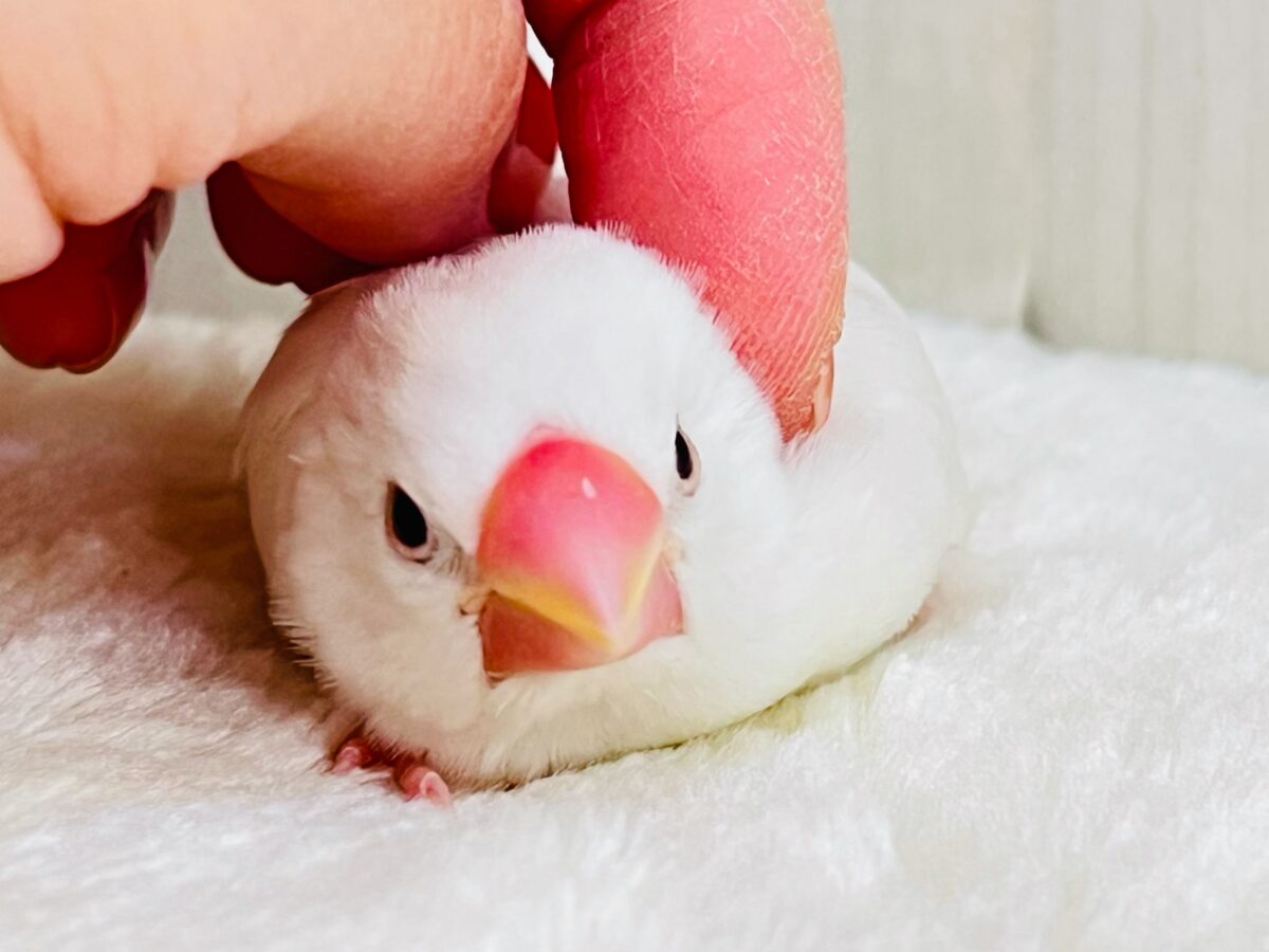カキカキでうっとり🩷純白な白文鳥さんです✨