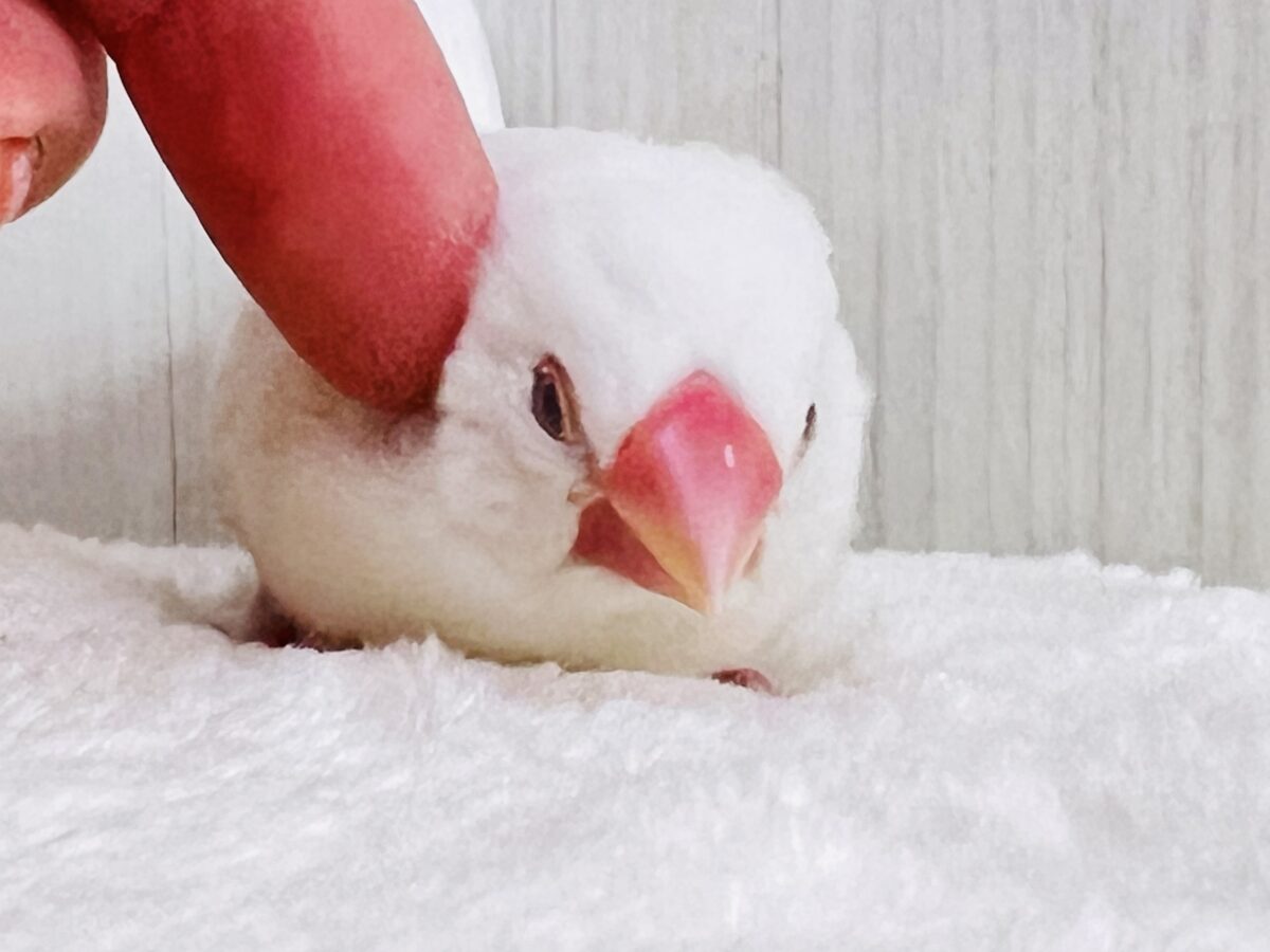 白文鳥