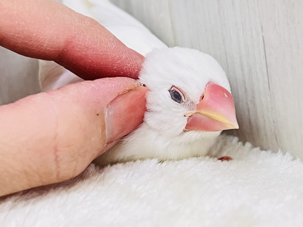 白文鳥