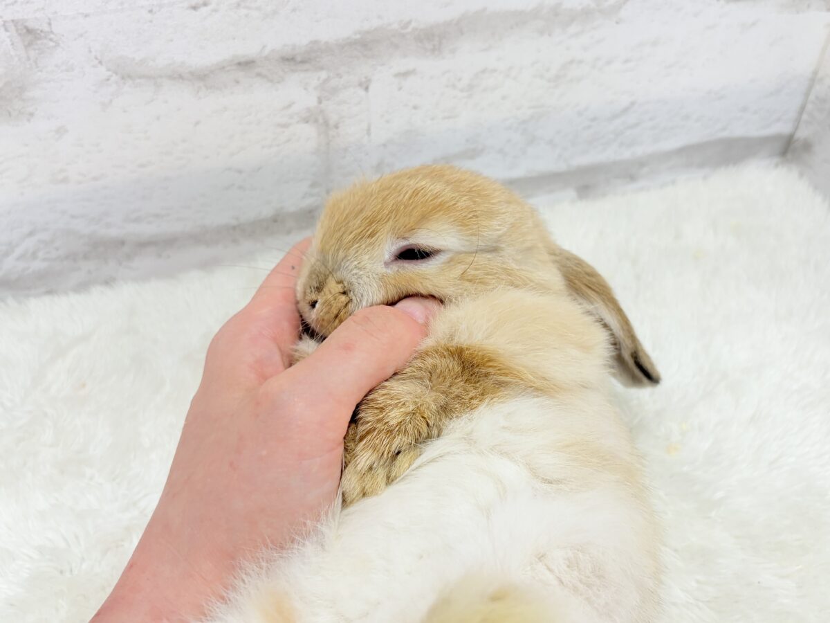 ホーランドロップ