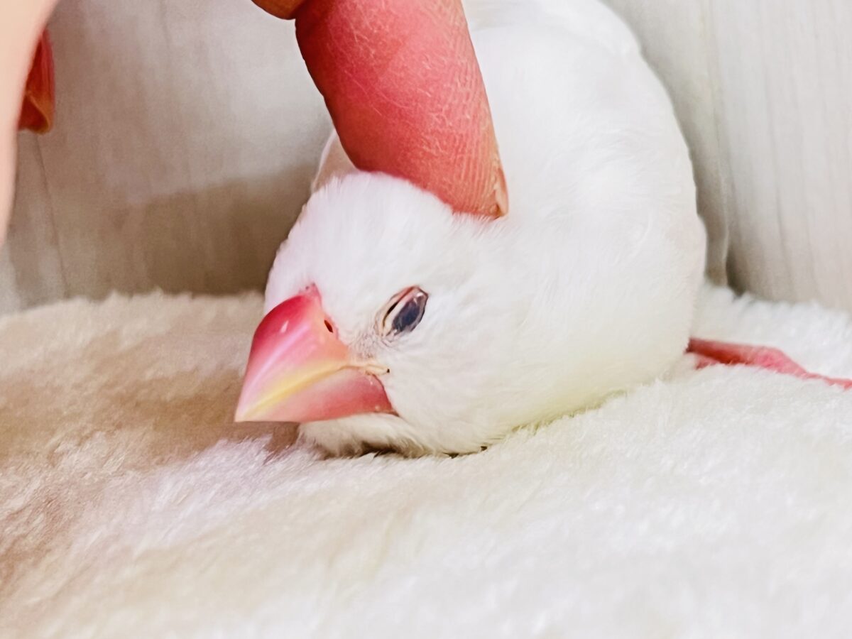 カキカキでうっとり🩷純白な白文鳥さんです✨