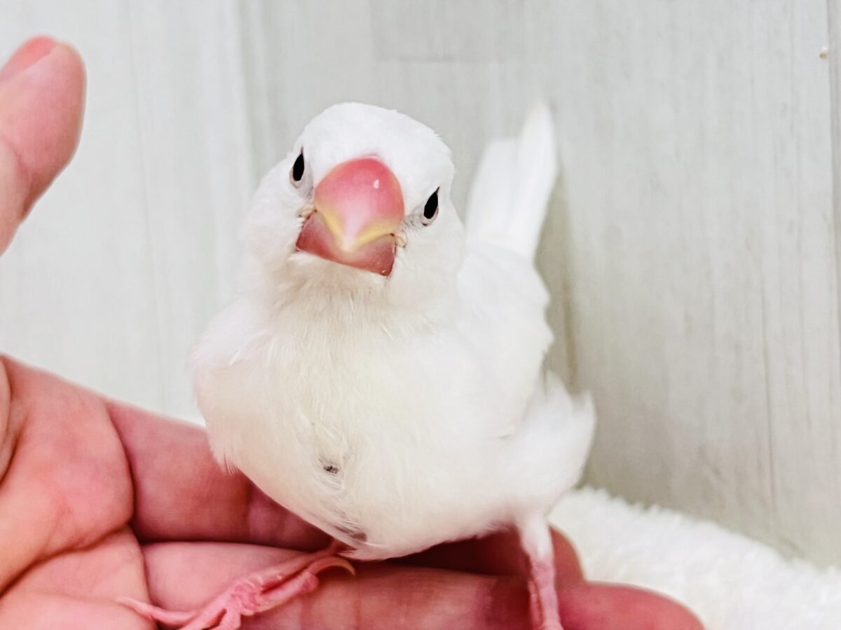 白文鳥