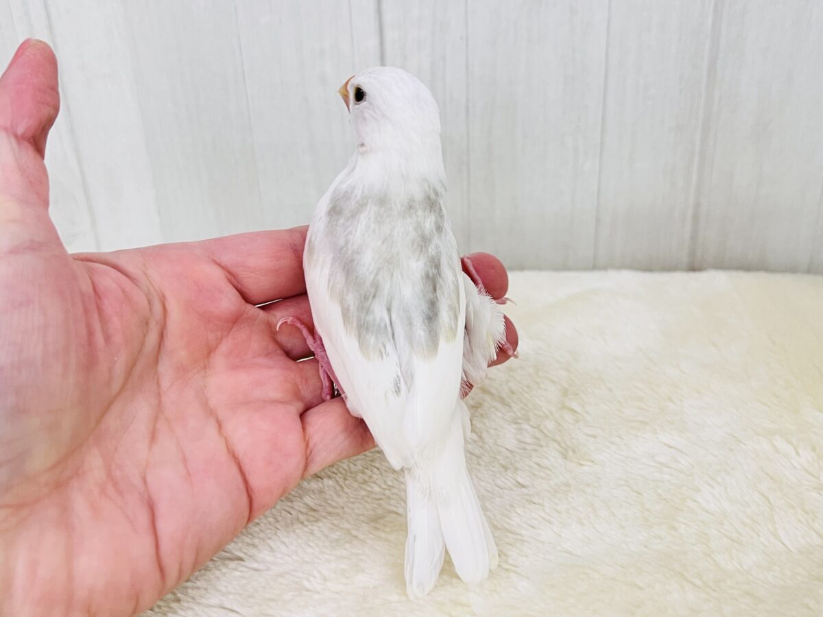 白文鳥
