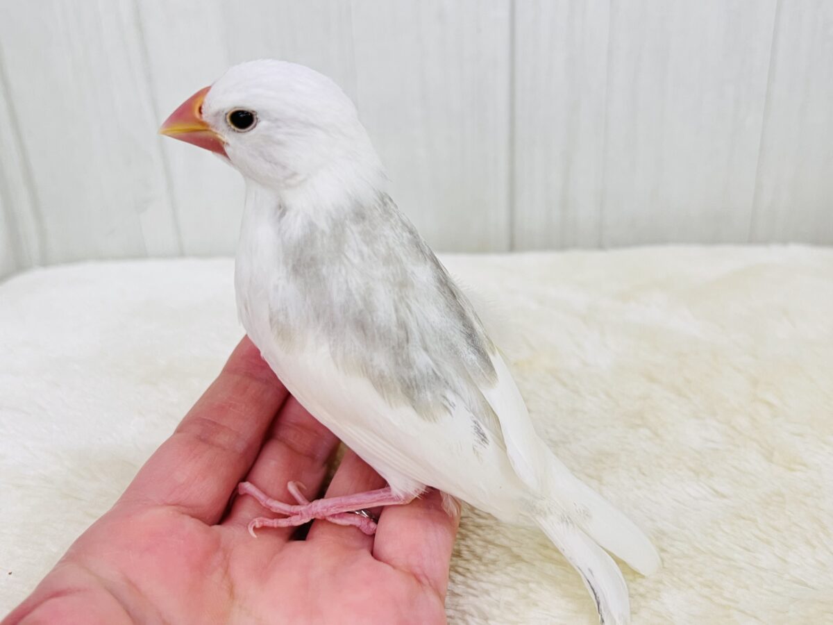 白文鳥