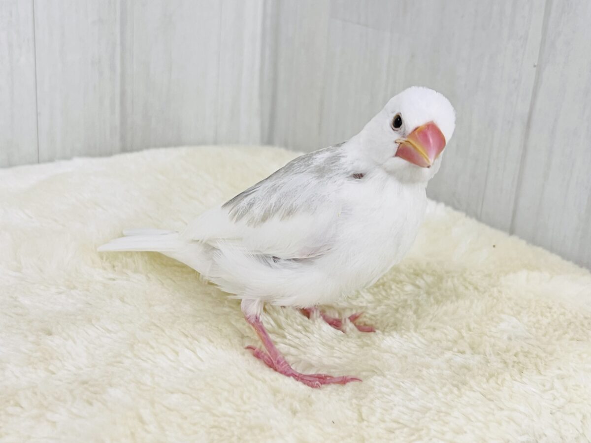 白文鳥