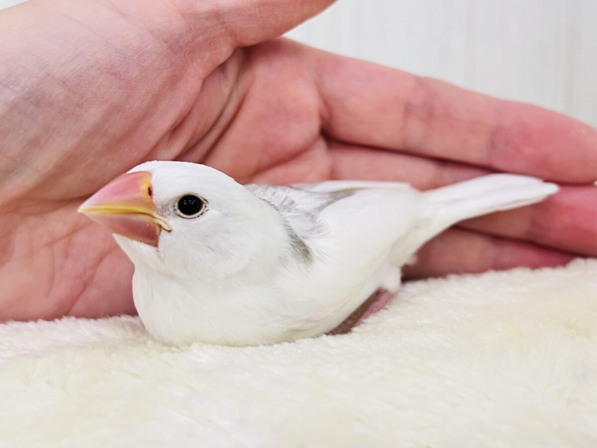 白文鳥