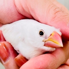 手に吸い込まれる〜🌪️背中グレーの白文鳥♡