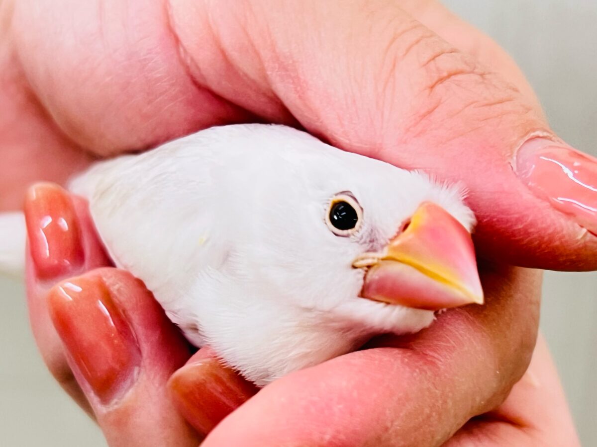 手に吸い込まれる〜🌪️背中グレーの白文鳥♡