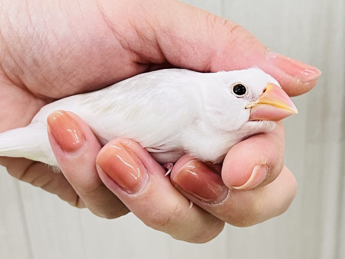 白文鳥