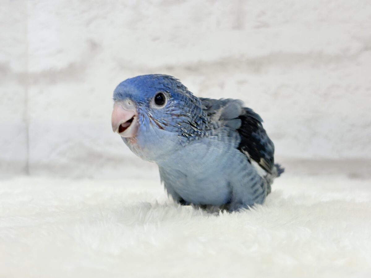 サザナミインコ