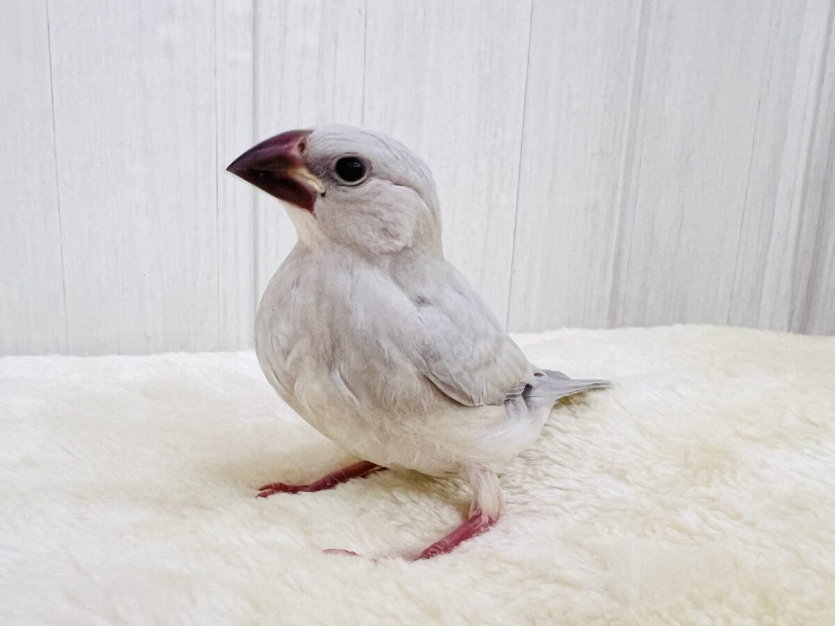 シルバー文鳥