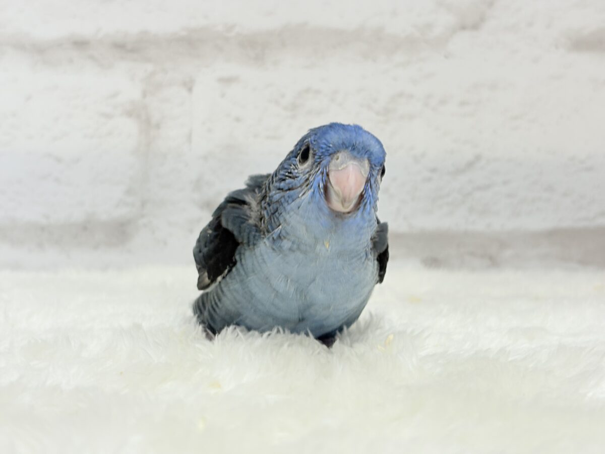 サザナミインコ