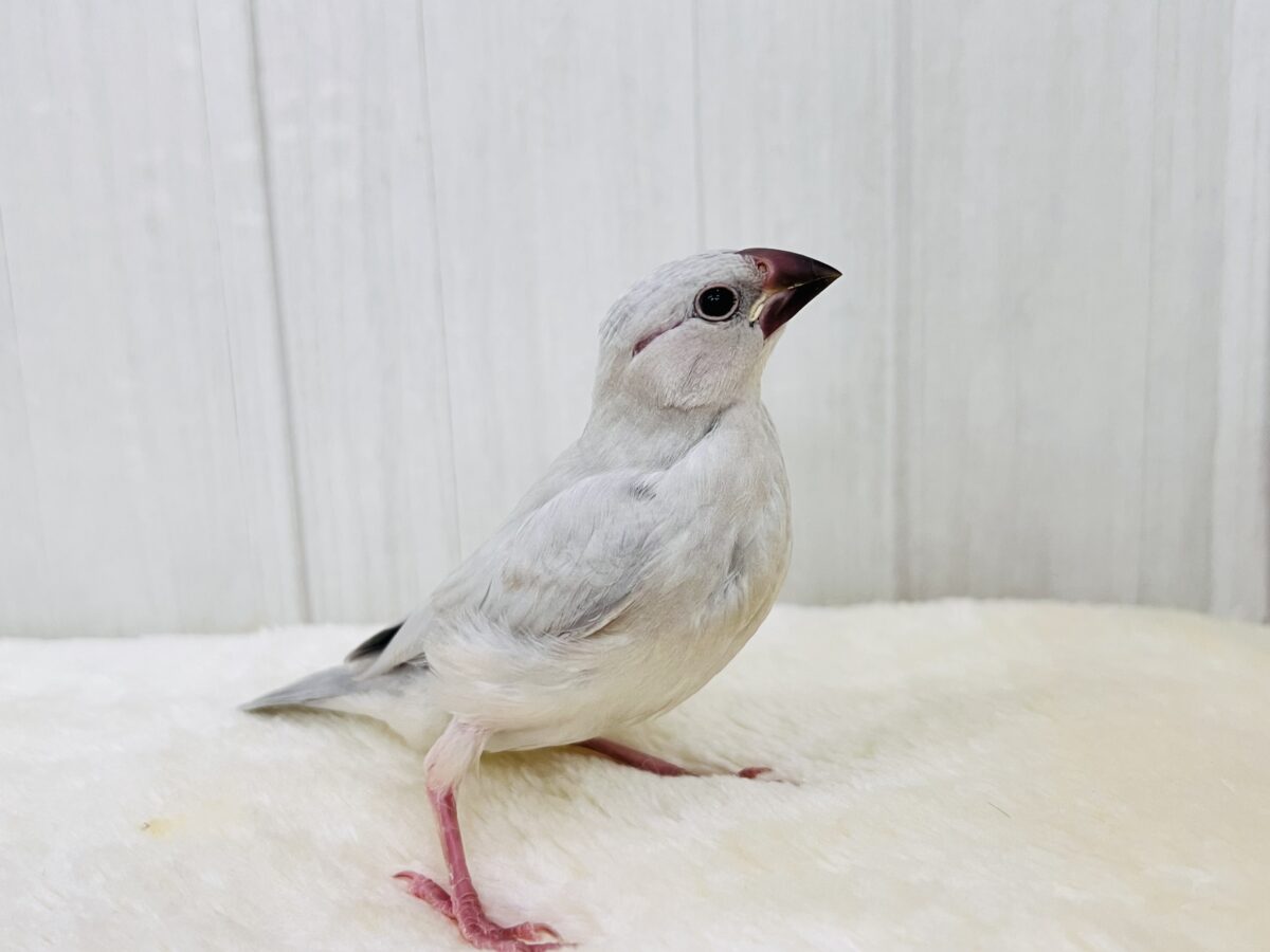 シルバー文鳥