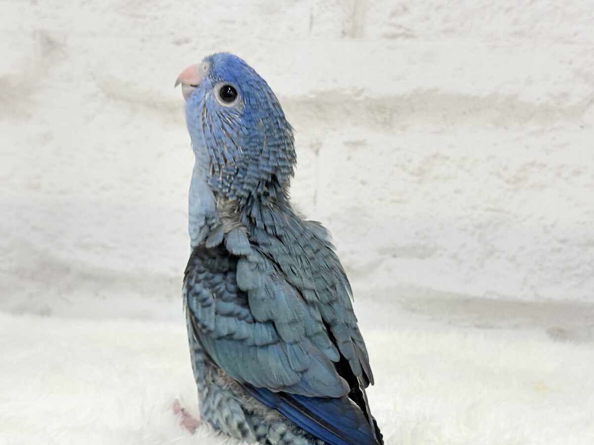 サザナミインコ