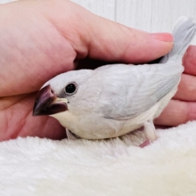 ②まだ赤ちゃん♡なんだかんだなシルバー文鳥✨
