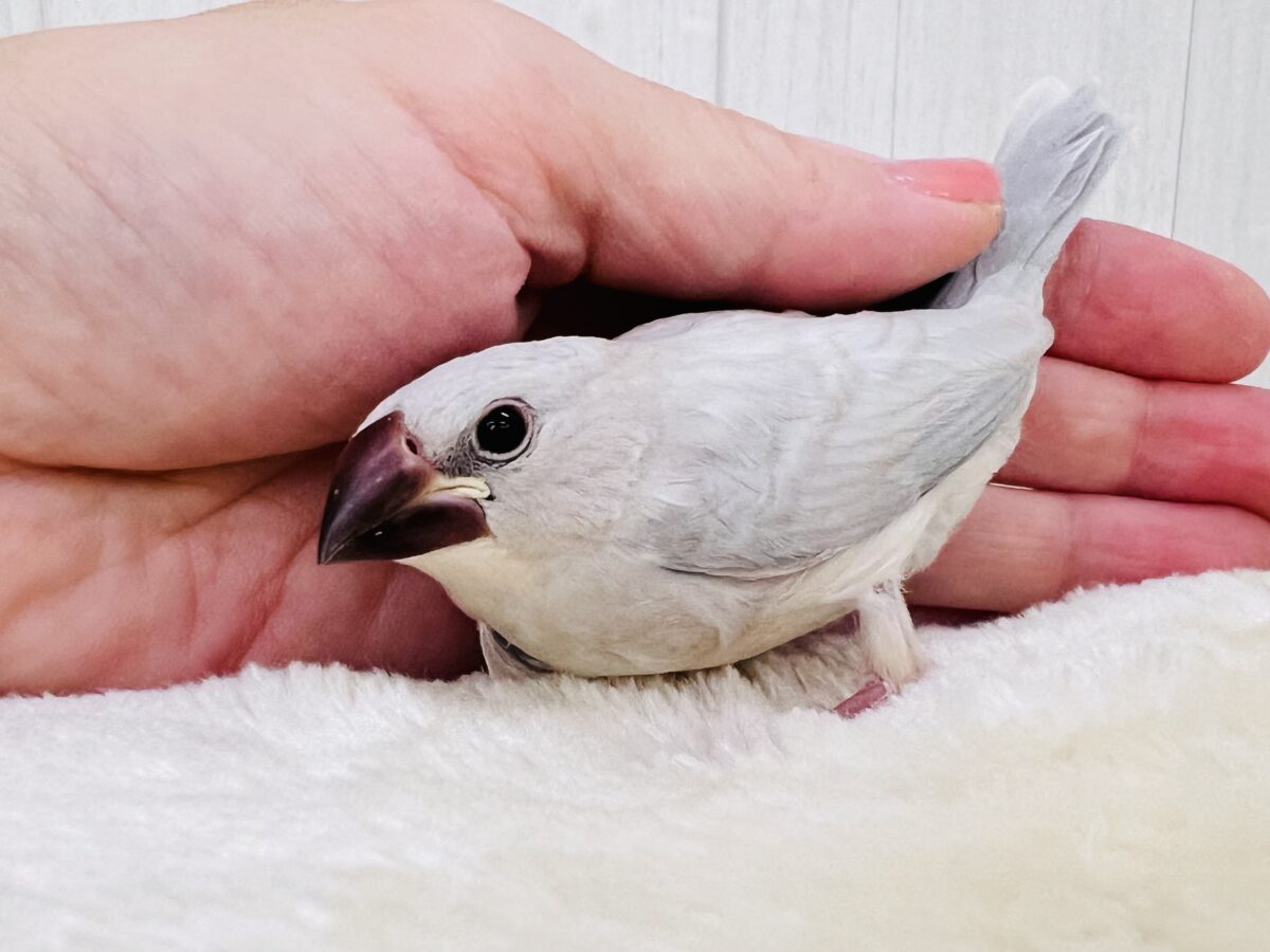 ②まだ赤ちゃん♡なんだかんだなシルバー文鳥✨