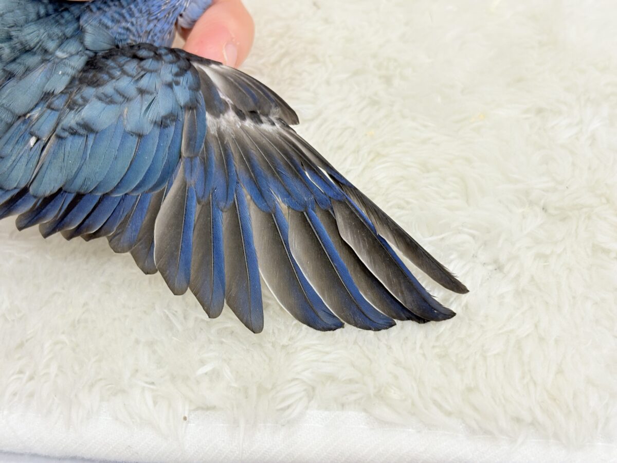 サザナミインコ