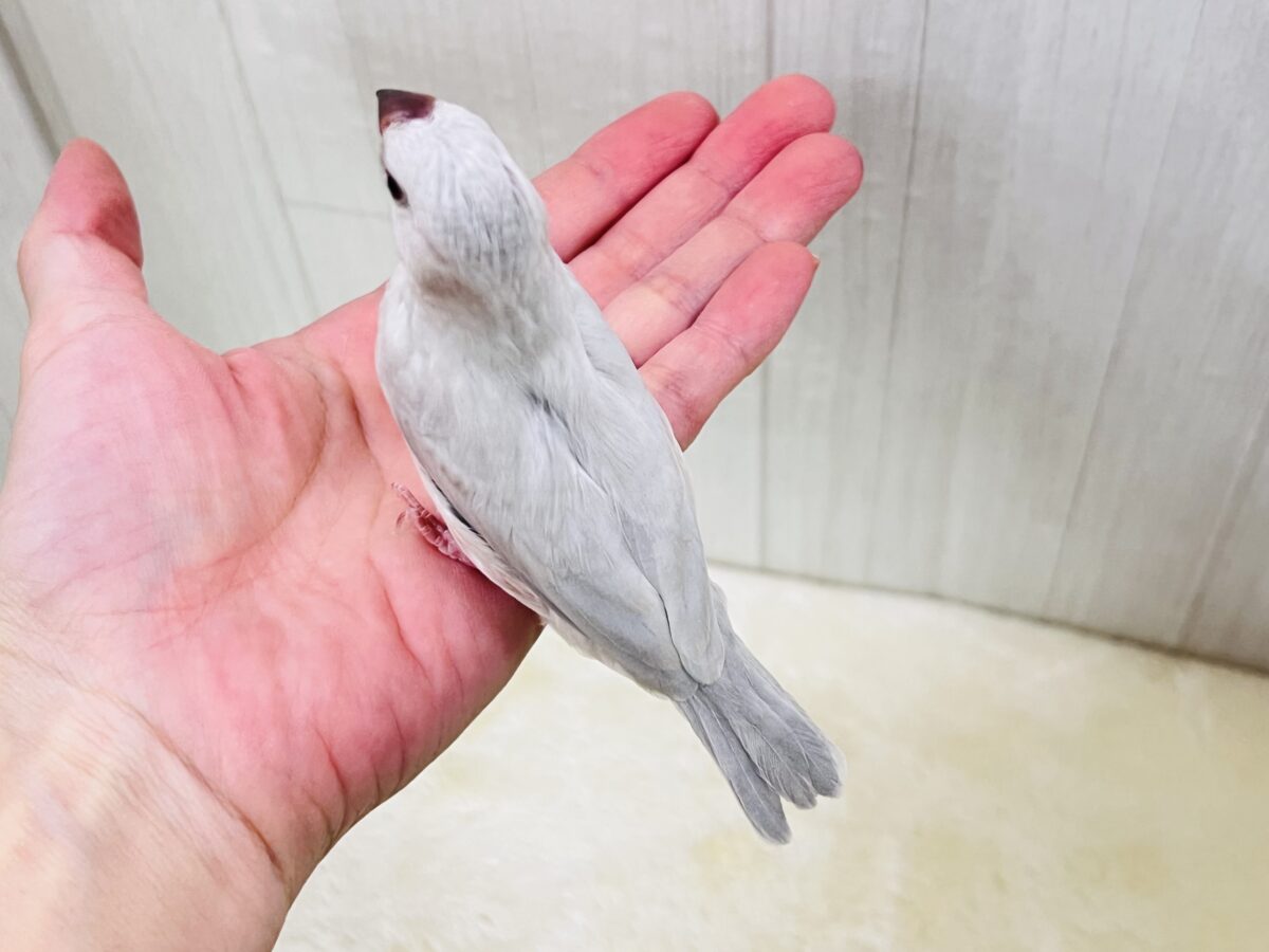シルバー文鳥