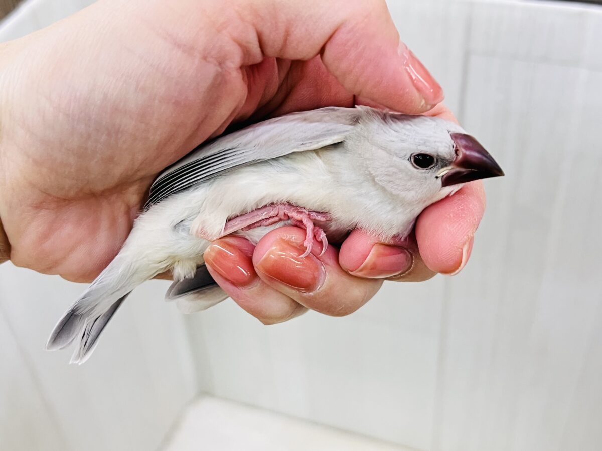 シルバー文鳥
