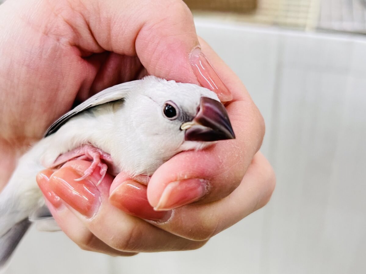 シルバー文鳥