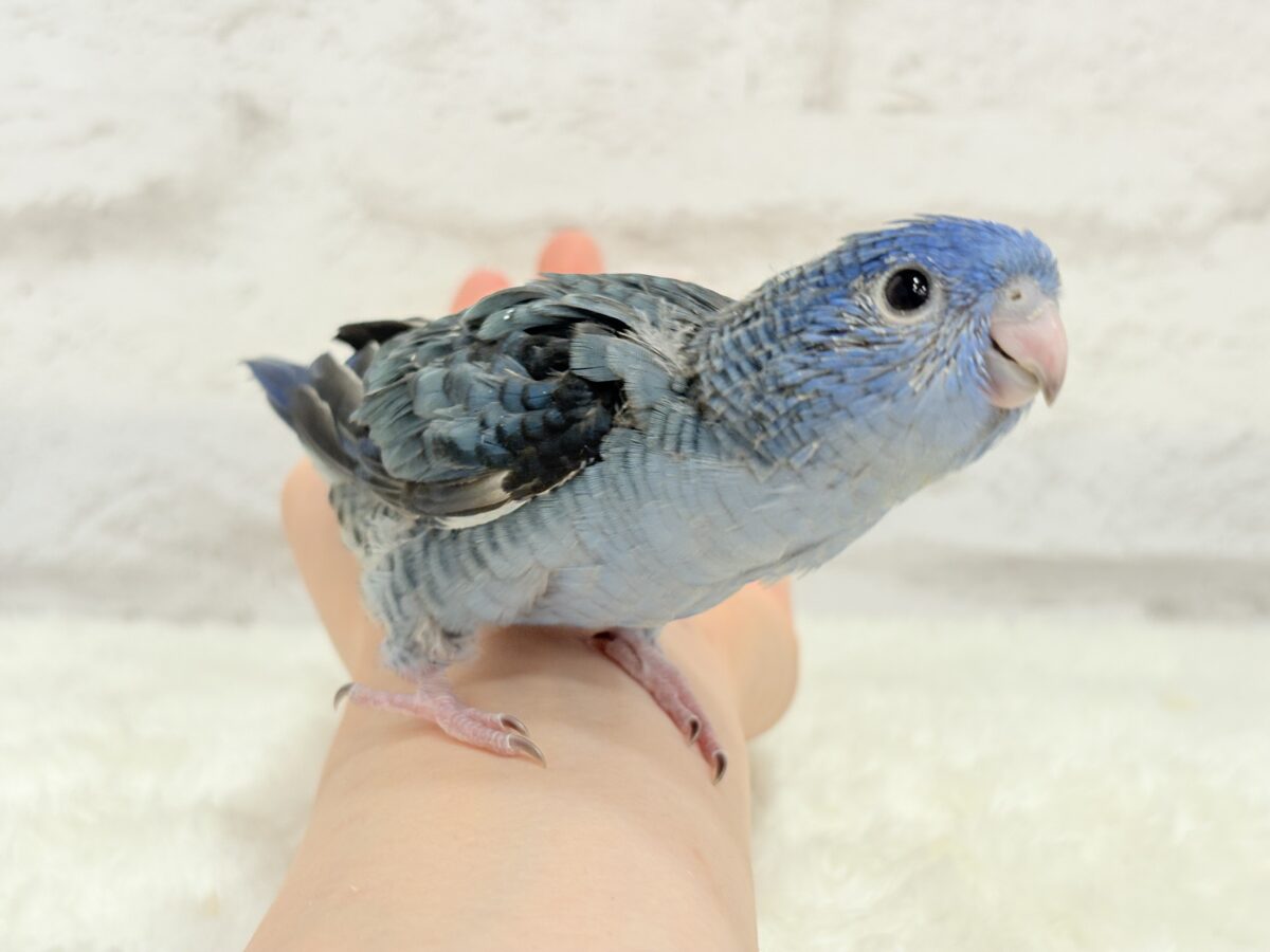 サザナミインコ