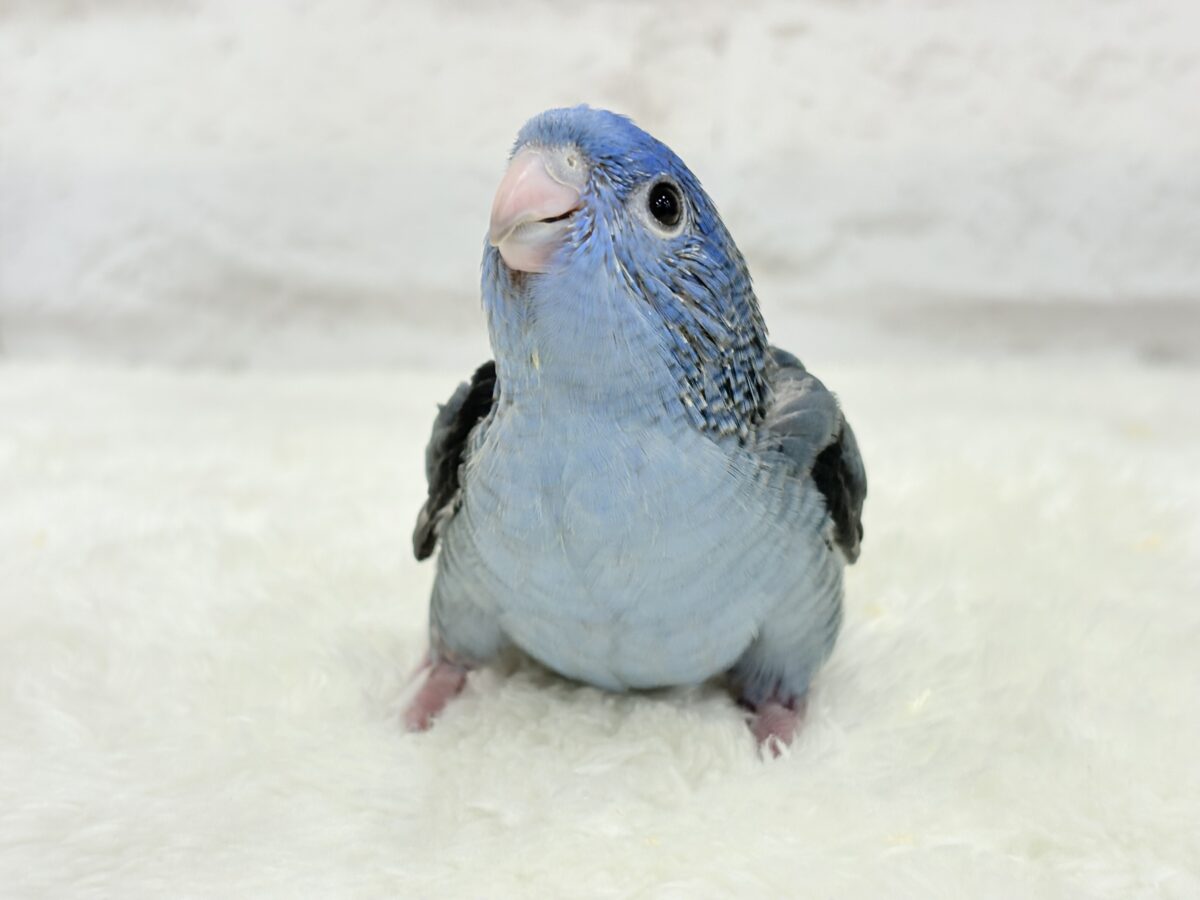 サザナミインコ