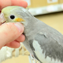 オカメ沼、深いです🫟🩶オカメインコ(ノーマル)