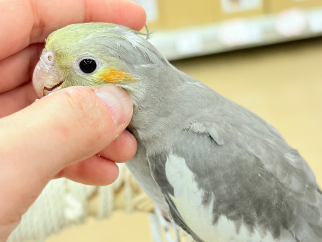 オカメインコノーマルさんの小さながま口♪ オカメ沼、深いです🫟🩶オカメインコ(ノーマル)