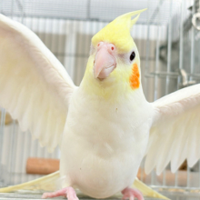 場馴れNo.1オカメちゃん🐥🪅オカメインコ(ルチノー)