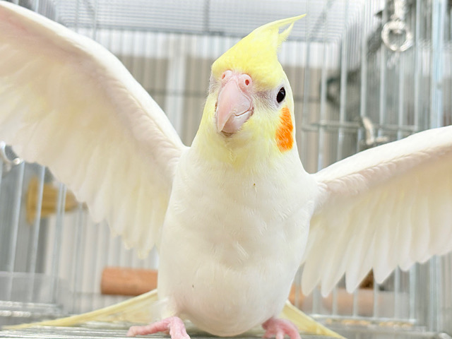 場馴れNo.1オカメちゃん🐥🪅オカメインコ(ルチノー)