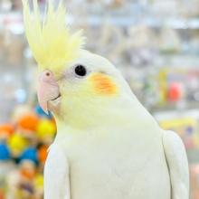 おしとやか系？美人さん🐥💛オカメインコ(ルチノー)