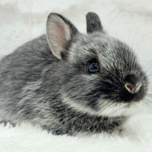 初入舎💖お人形さんみたいな子🐰💖ポーリッシュ(男の子)