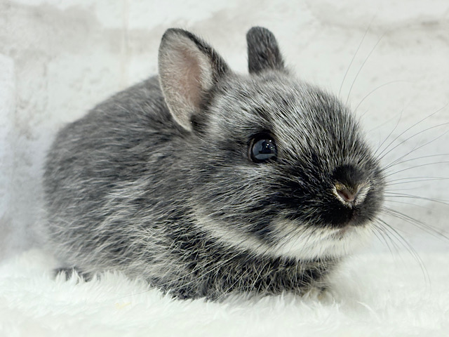 初入舎💖お人形さんみたいな子🐰💖ポーリッシュ(男の子)