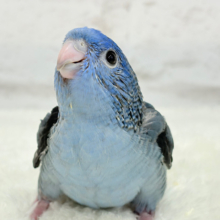 元気いっぱい‪☆ピーポポポ🐥🪅💙サザナミインコ(コバルト) ヒナ