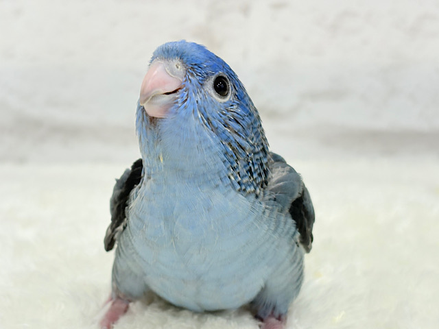 元気いっぱい‪☆ピーポポポ🐥🪅💙サザナミインコ(コバルト) ヒナ