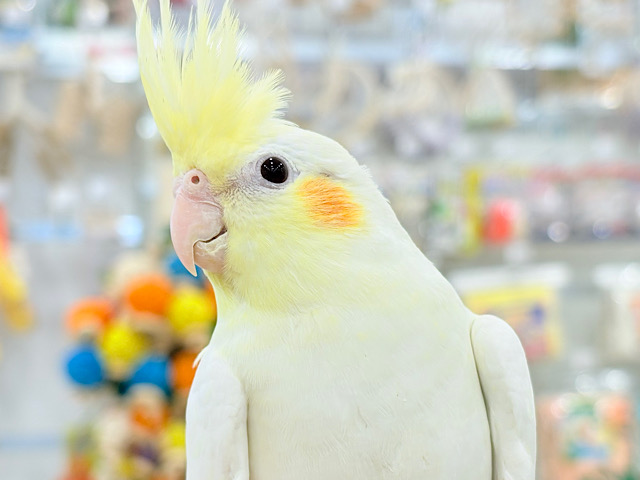 おしとやか系？美人さん🐥💛オカメインコ(ルチノー)