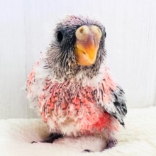 ぷっくりお鼻🐽ぱやぱやローズ🌹アキクサインコ入舎しました