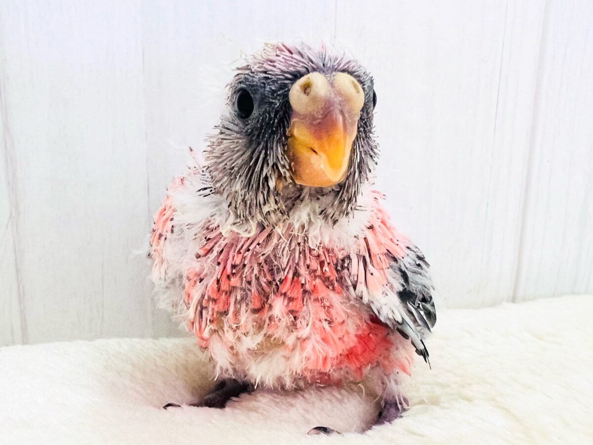 ぷっくりお鼻🐽ぱやぱやローズ🌹アキクサインコ入舎しました