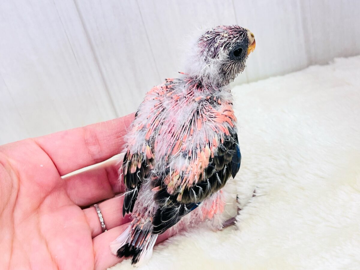 アキクサインコ（秋草インコ）