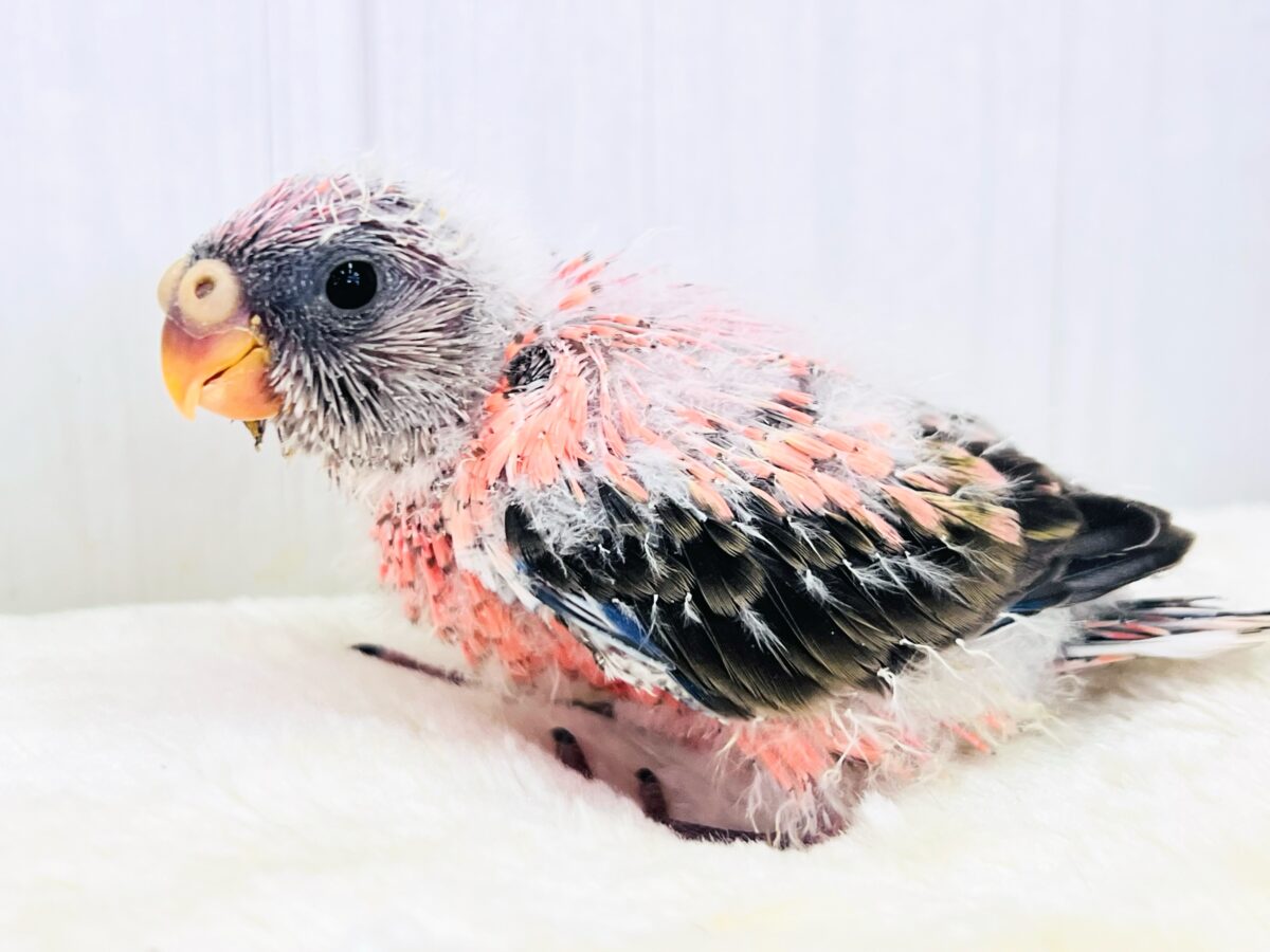 アキクサインコ（秋草インコ）