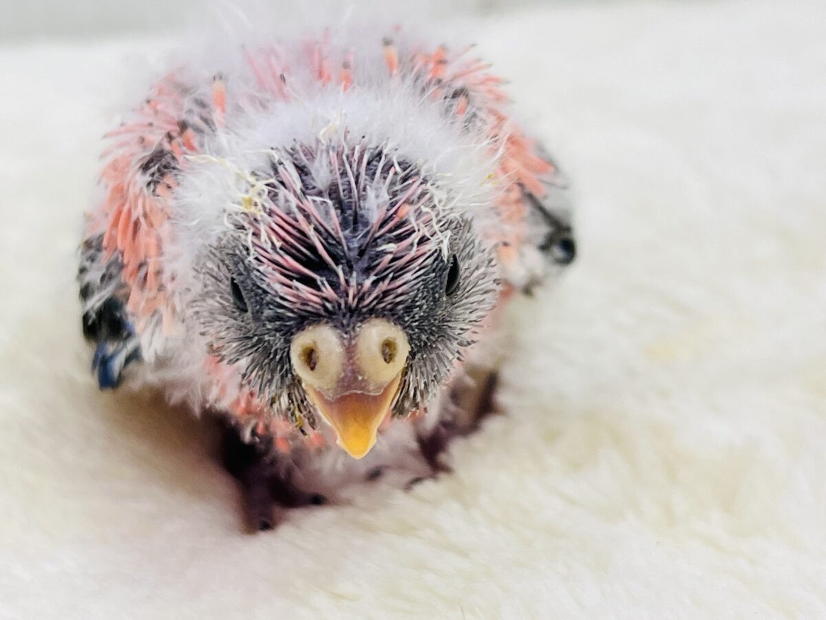 アキクサインコ（秋草インコ）